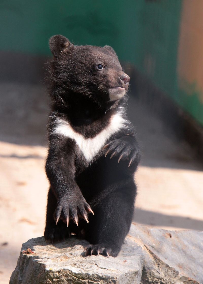 Himachal Pradesh 2 Himalayan Black Bear cubs rescued in Shimla’s Theog - HimachalGovt