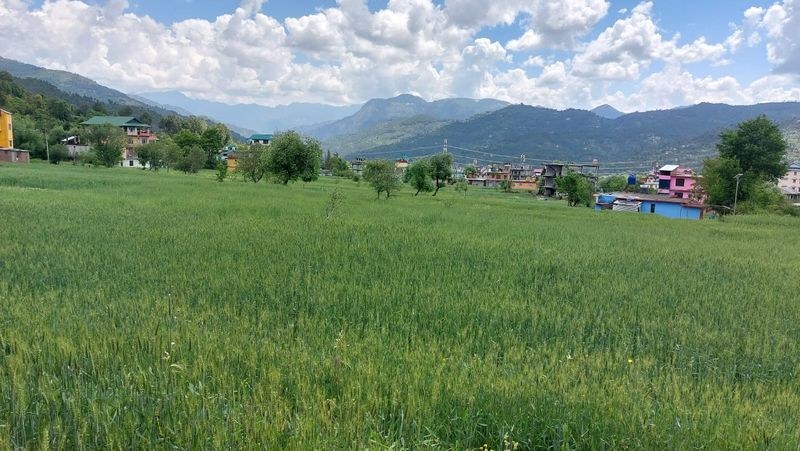 Himachal Pradesh 23,291 more growers adopt natural farming in Mandi dist - HimachalGovt