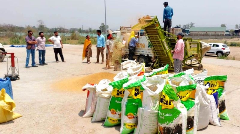 Himachal Pradesh Agri Dept begins wheat procurement in Una - HimachalGovt