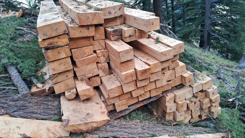 Himachal Pradesh Deodar trees illegally felled in Himachals Pangi, forest officials under scrutiny - HimachalGovt
