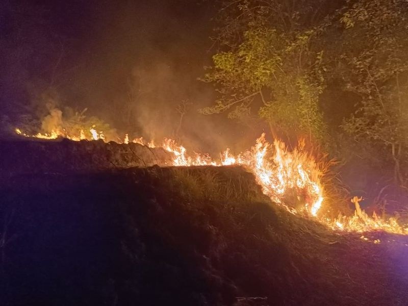 Himachal Pradesh Forest fires rage across Kangra, damage forests, wildlife habitats - HimachalGovt
