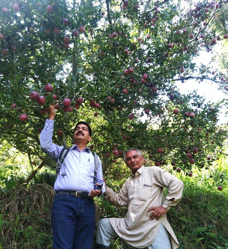 Himachal Pradesh Grower-developed apple variety gets approval from Farmers’ Rights Authority - HimachalGovt