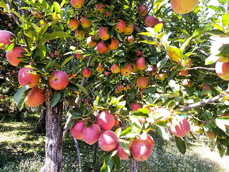 Himachal Pradesh India-New Zealand FTA: Rathore flags threat to apple growers - HimachalGovt