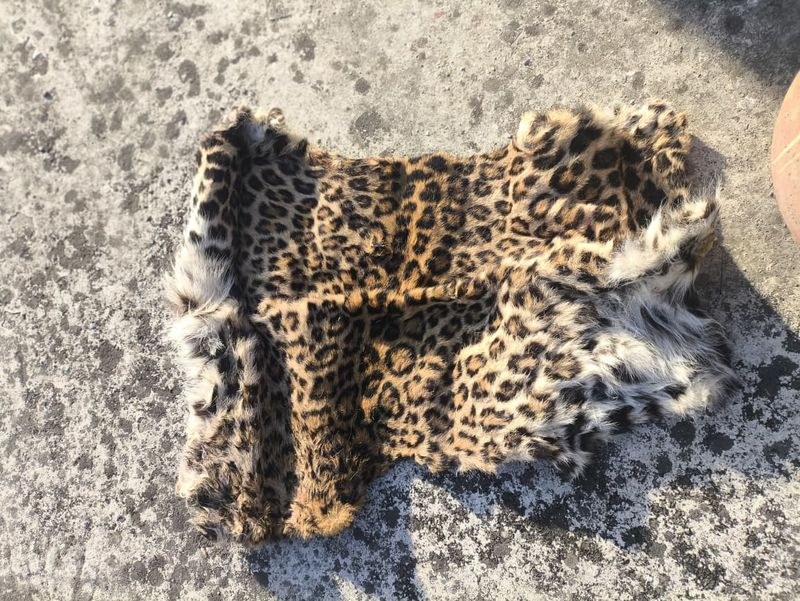 Himachal Pradesh Leopard’s hide & paws, ghoral’s horns seized - HimachalGovt