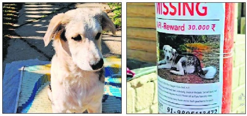 Himachal Pradesh Relentless search: German woman scours hills, plains for missing pet - HimachalGovt