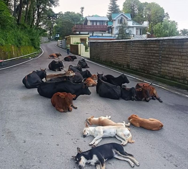 Himachal Pradesh Stray animals turn Palampur roads into death traps - HimachalGovt