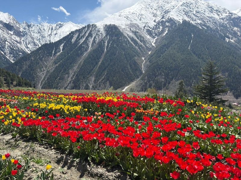 Himachal Pradesh Tulips bloom in Lahaul’s Udaipur amid favourable agro-climatic conditions - HimachalGovt
