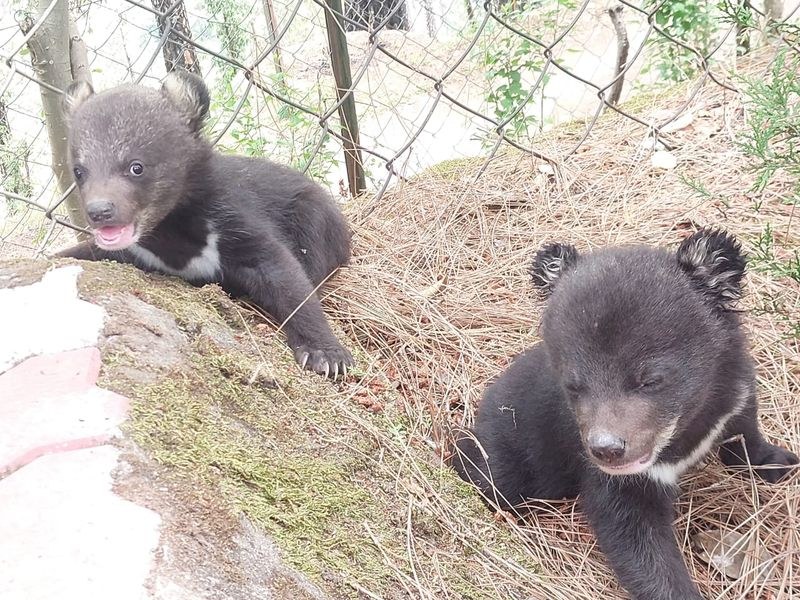 Himachal Pradesh Two abandoned Himalayan black bear cubs rescued in Shimla’s Theog - HimachalGovt