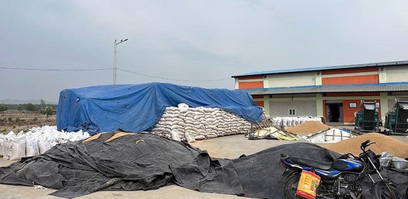 Himachal Pradesh Wheat threshing, procurement disrupted in Kangra, courtesy unseasonal rain - HimachalGovt