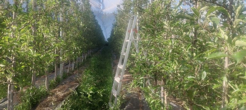 Himachal Pradesh Withering orchards: Apple farming faces climate reckoning in Himachal Pradesh - HimachalGovt