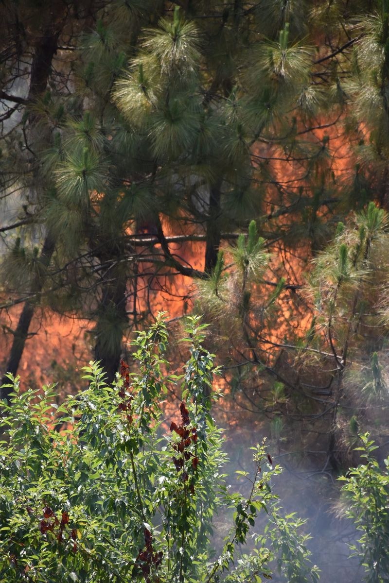 Himachal Pradesh Biodiversity alert: Climate change fuelling frequent forest fires in western Himalayas - HimachalGovt