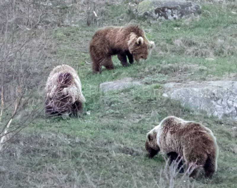 Himachal Pradesh Brown bear with cubs spotted in Kinnaur’s Chitkul Wildlife Sanctuary - HimachalGovt