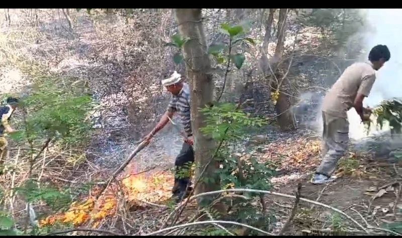 Himachal Pradesh Flora and fauna on 50 hectares in Nurpur destroyed by forest fire - HimachalGovt