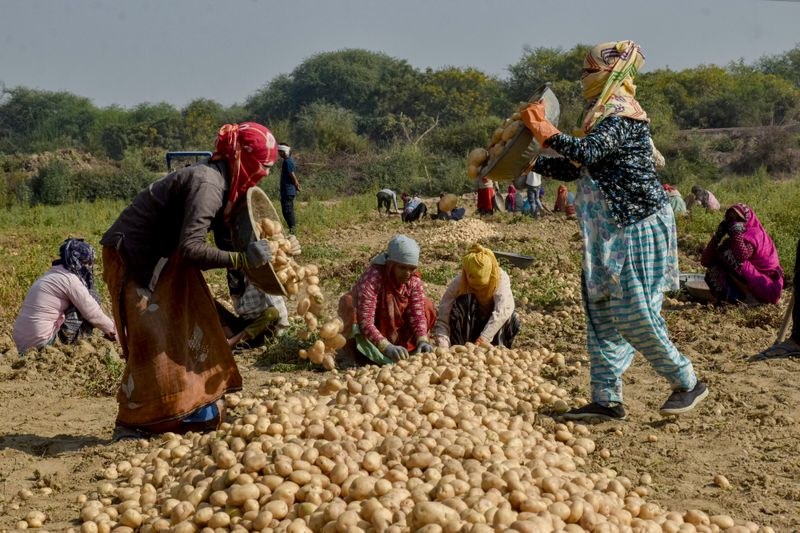 Himachal Pradesh Himachal: Fresh push for quality potato seed production gets approval - HimachalGovt