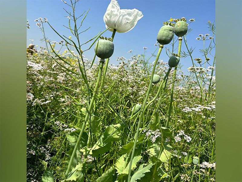 Himachal Pradesh Himachal: STF destroys 1.38 lakh opium plants in Mandi - HimachalGovt