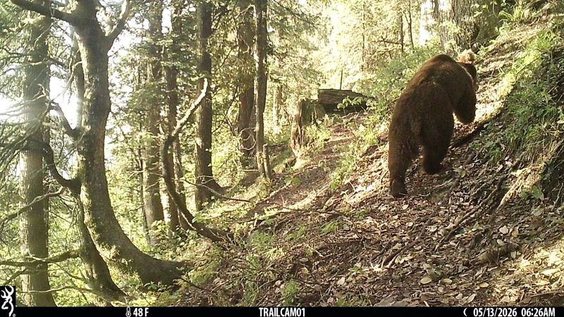Himachal Pradesh Rare Himalayan brown bear makes first appearance on camera in Chamba’s Gamgul sanctuary - HimachalGovt