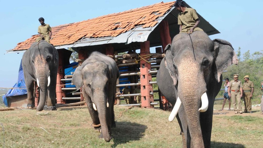 Mudumalai Tiger Reserve में Theppakadu Elephant Camp का दृश्य
