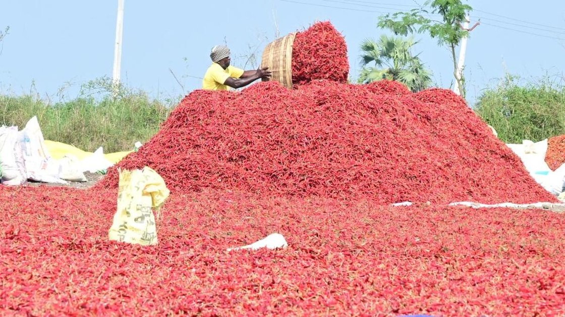 गुंटूर मंडी में सूखी मिर्च के ढेर पर काम करता एक मजदूर