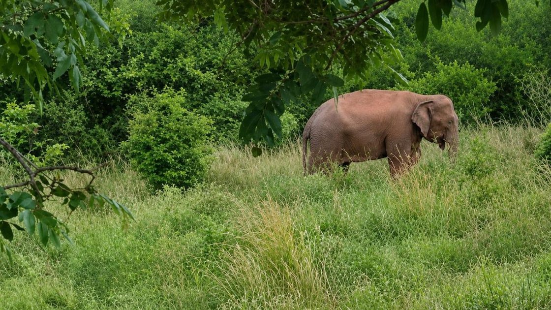 चित्तूर जिले में बेंगलुरु राष्ट्रीय राजमार्ग पर मोगिली घाट के पास एक अकेला हाथी देखा गया