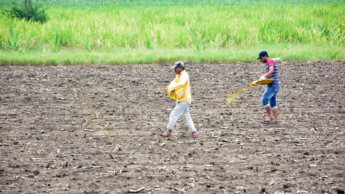 तेलंगाना के किसान खेत में काम करते हुए, रायथु भरोसा योजना का प्रतीकात्मक चित्र