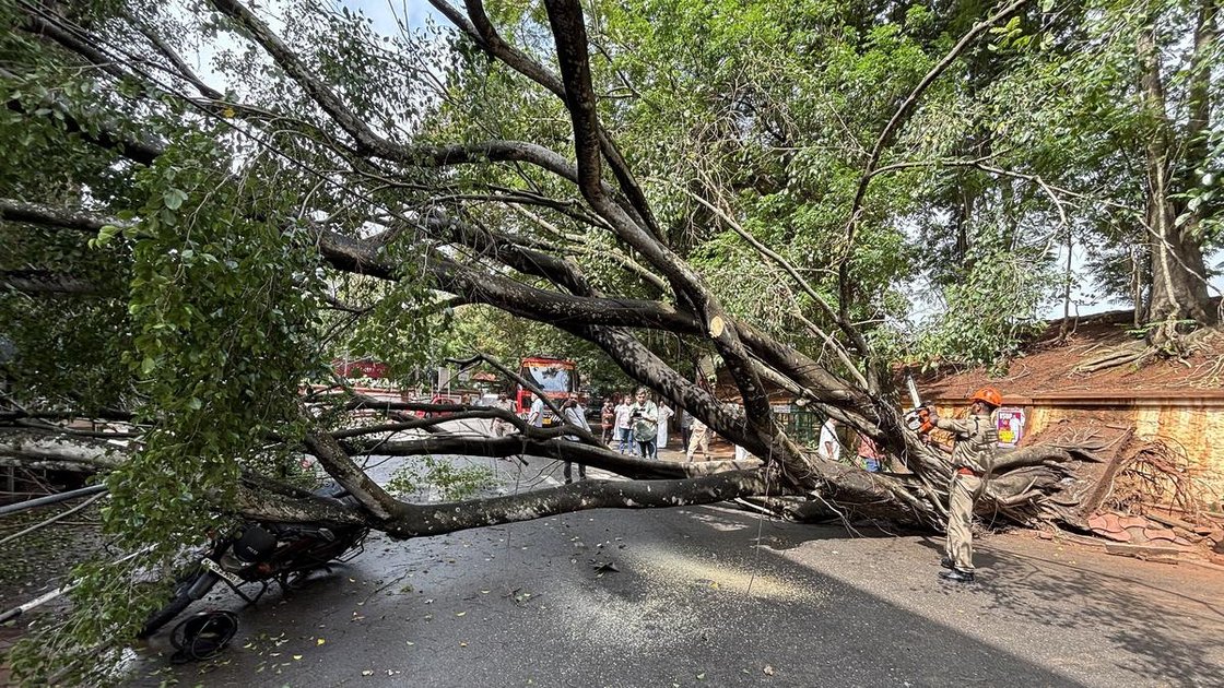 Uprooted tree near Trivandrum Press Club on May 30, 2026