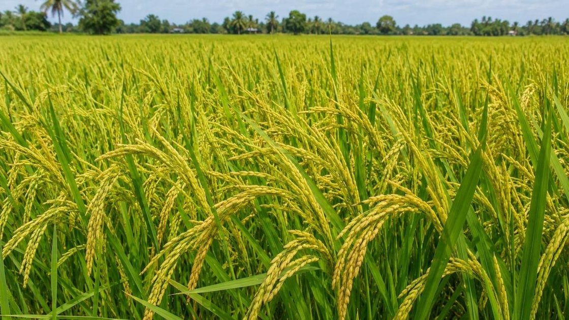 चिदंबरम में धान के खेत में माइक्रोबियल कंसोर्टिया का उपयोग करते किसान