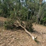 Himachal Pradesh Himachal: Crop ravaged by tuskers, no safety net for farmers - HimachalGovt