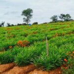 Himachal Pradesh Himachal’s horticulture sector set for export push, says Commerce Ministry - HimachalGovt