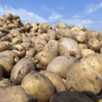 Himachal Pradesh Parliamentary panel visits ICAR-CPRI Shimla, suggests potato varieties for coastal regions - HimachalGovt