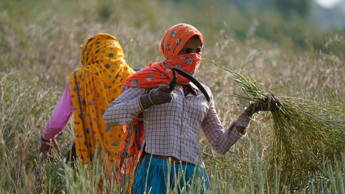 महाराष्ट्र की महिला किसान खेत में काम करती हुई